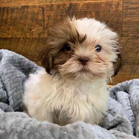 Shih Tzu