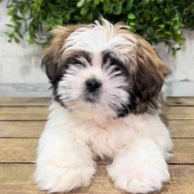 Lhasa Apso