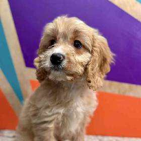 Cavapoo