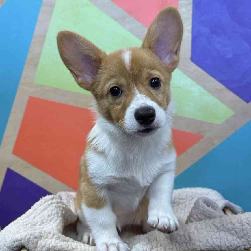 carousel pet images