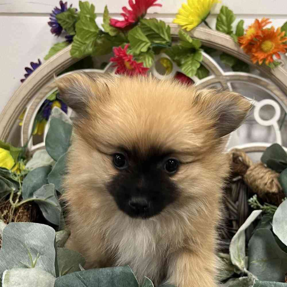 carousel pet images