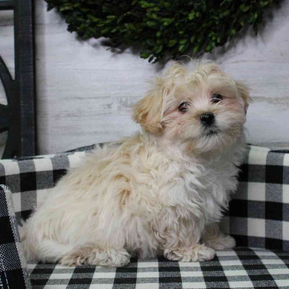 Male Shipoo Puppy for sale