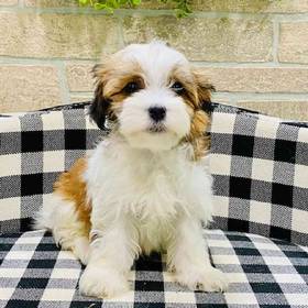 Havanese