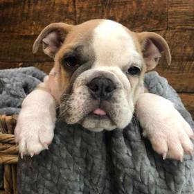 English Bulldog