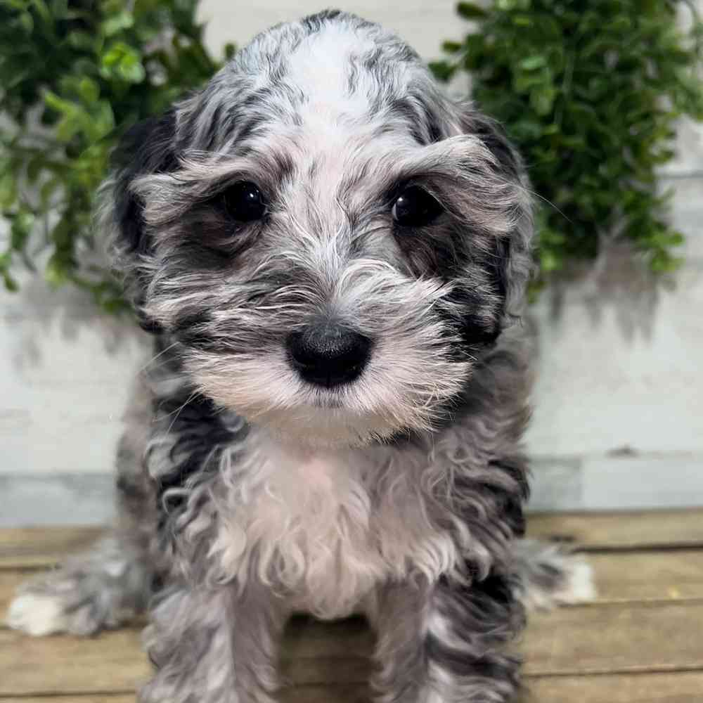 carousel pet images