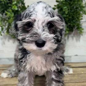 Mini Schnauzer