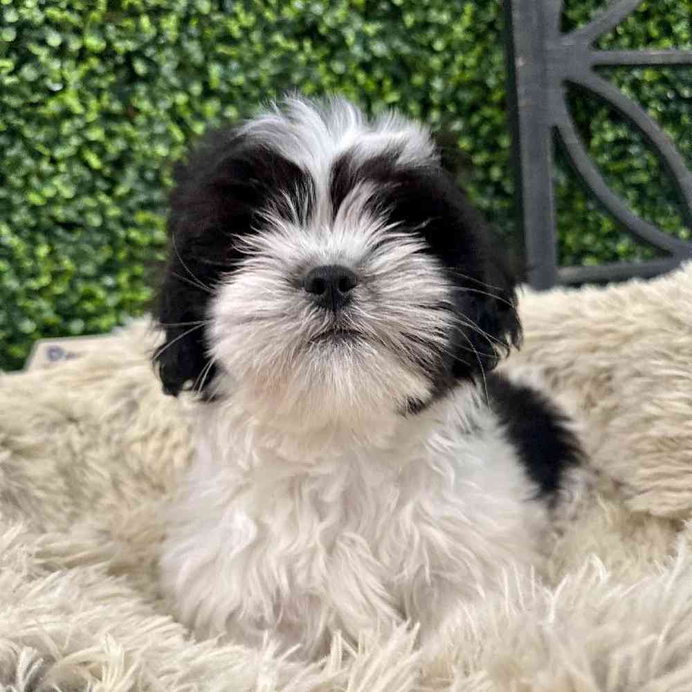 Female Lhasa Apso Puppy for Sale in Rogers, AR