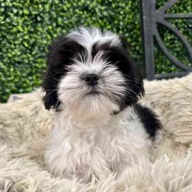 Lhasa Apso