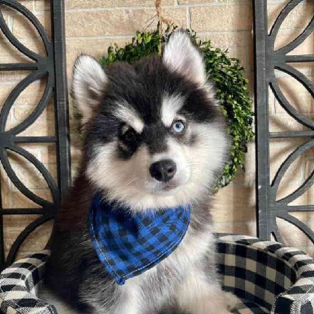 Blue eyed sales pomsky for sale