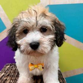 Havanese