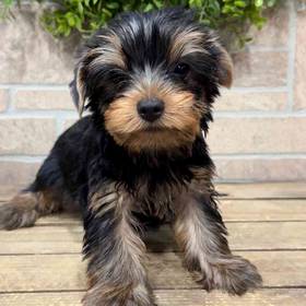 Yorkie