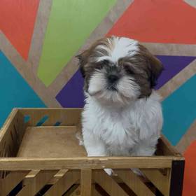 Shih Tzu