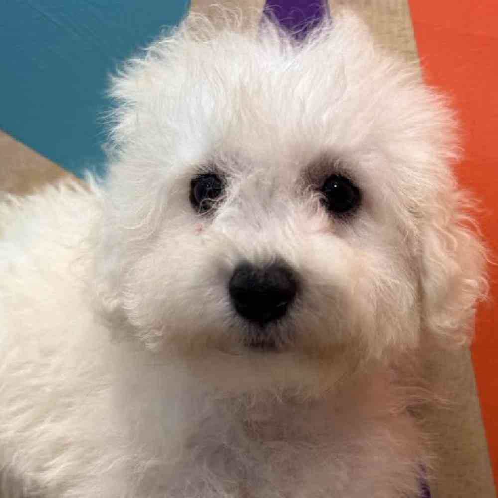 Image of a pet breed in the gallery