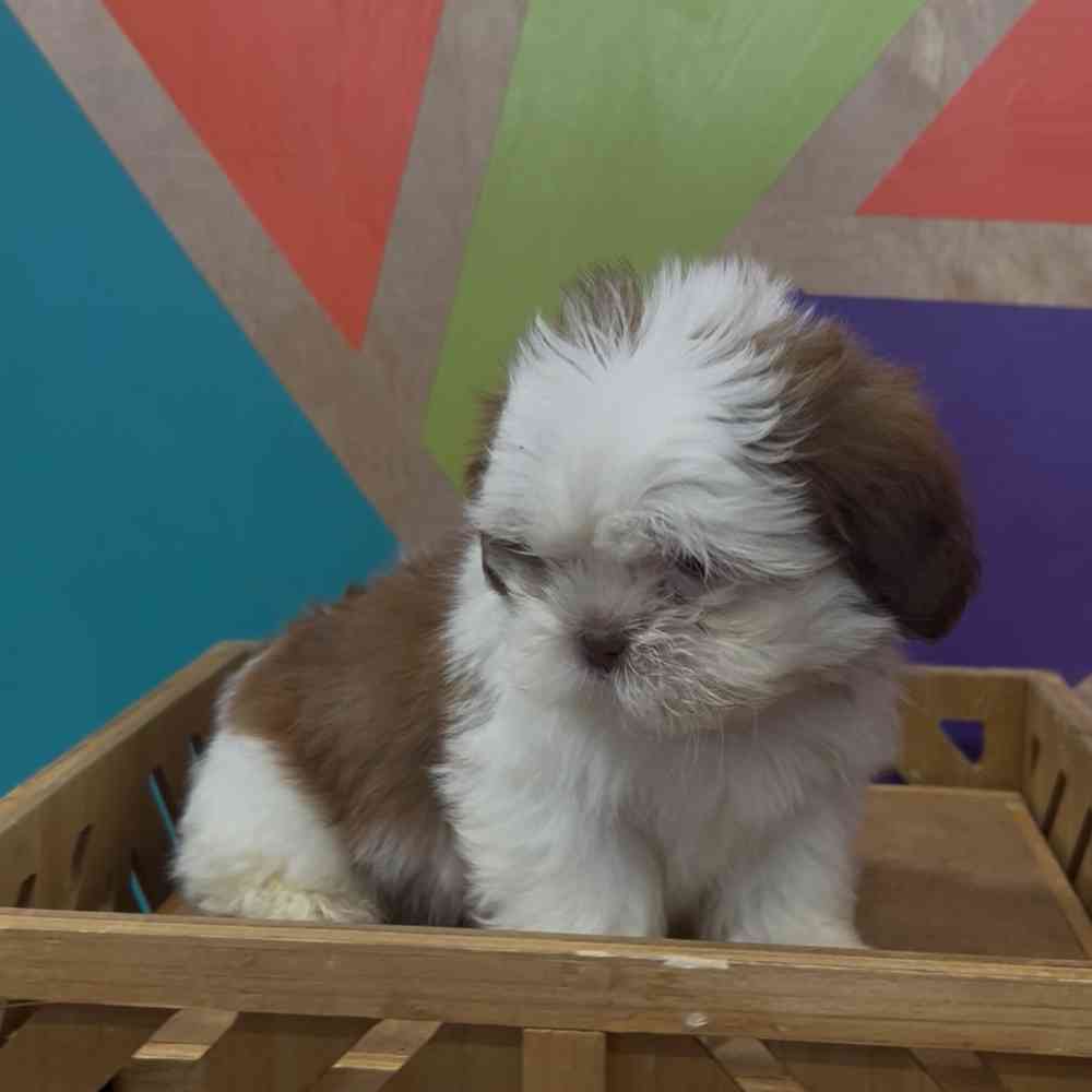 carousel pet images