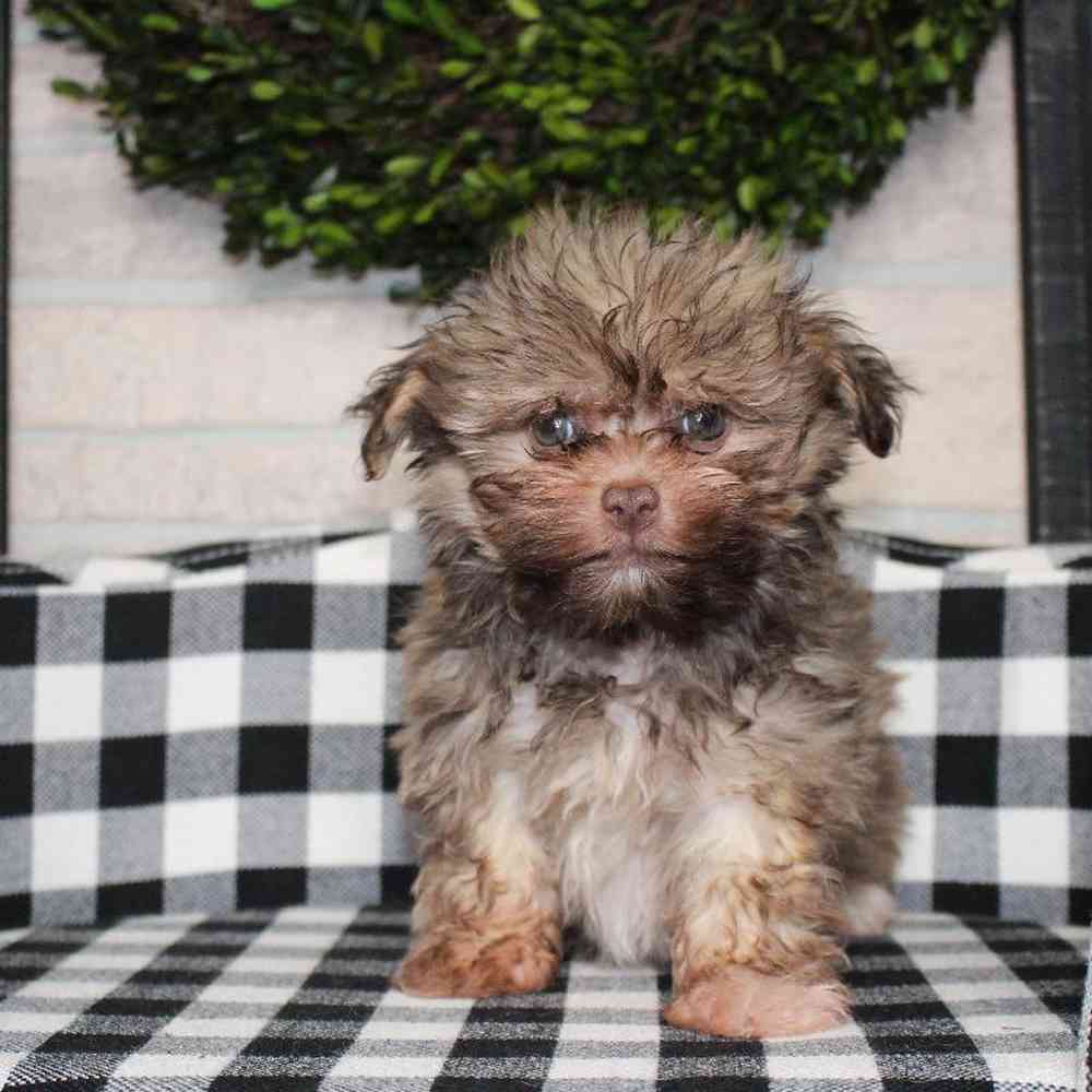 carousel pet images