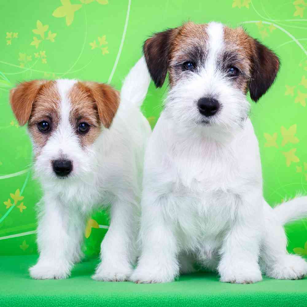 Information on Jack Russell Terrier Puppies for Sale in Rogers, Arkansas