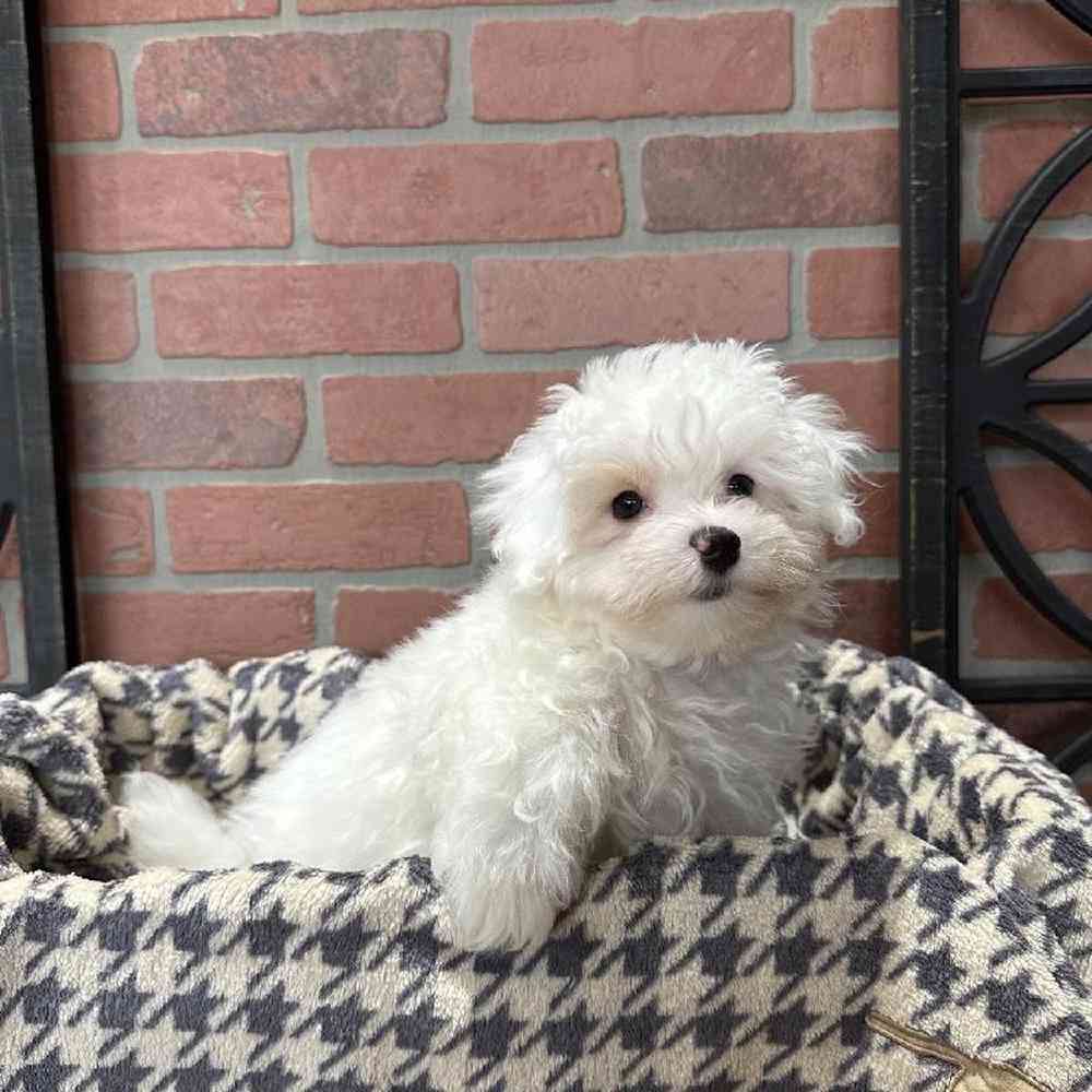 Female Maltipoo Puppy for Sale in Joplin, MO