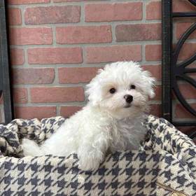 Maltipoo