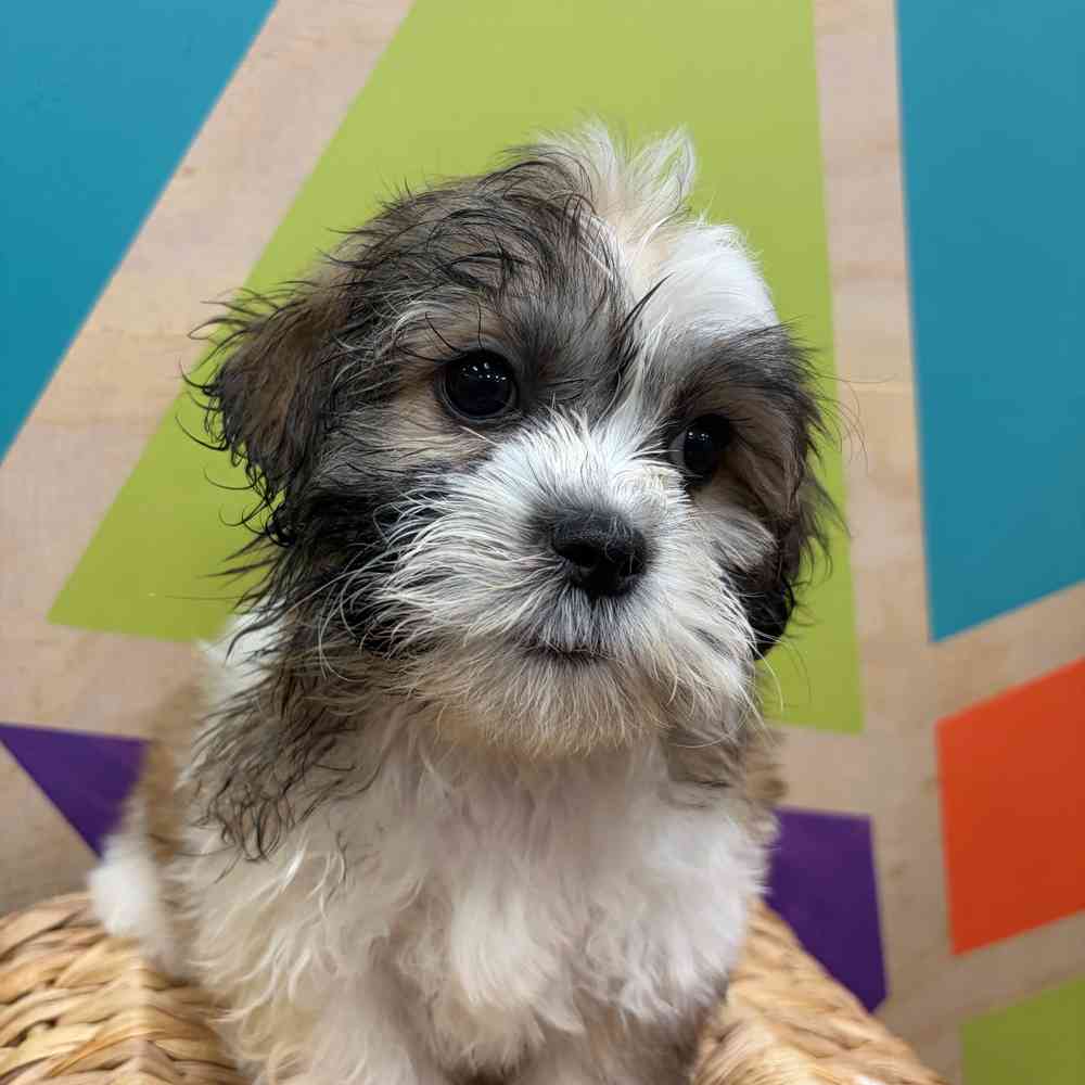 carousel pet images