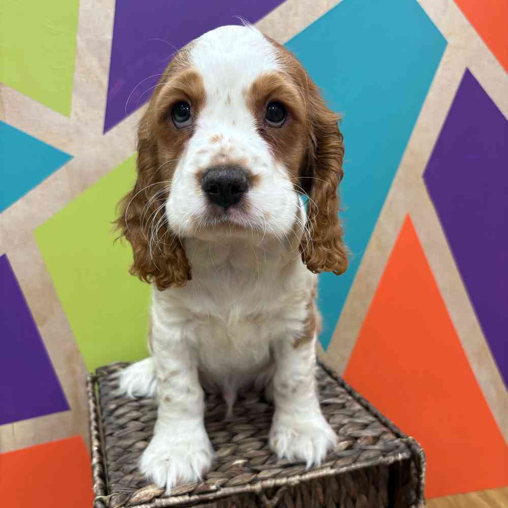 carousel pet images