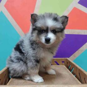 Pomsky
