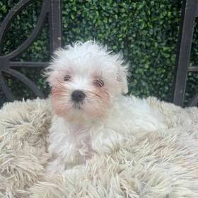 Maltese