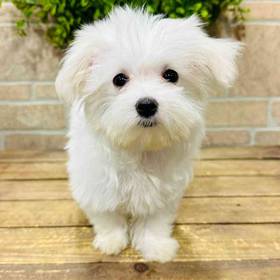 Maltese