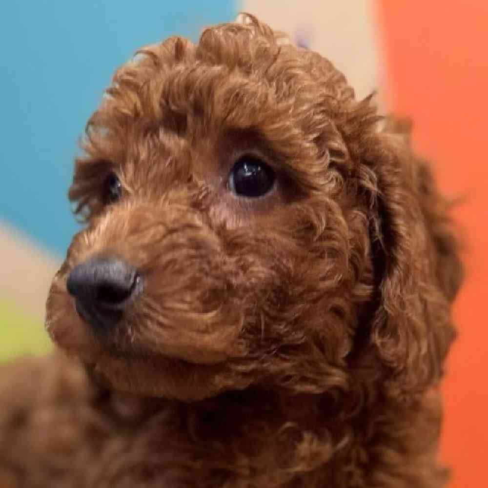 Female Mini Goldendoodle Puppy for Sale in Rogers, AR