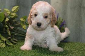 Moyen Poodle