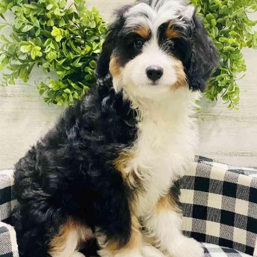 Unknown Mini Bernedoodle Puppy for sale