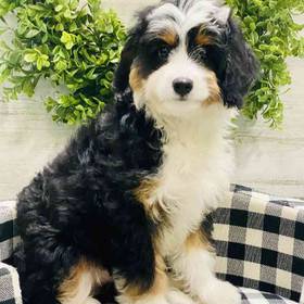 Mini Bernedoodle