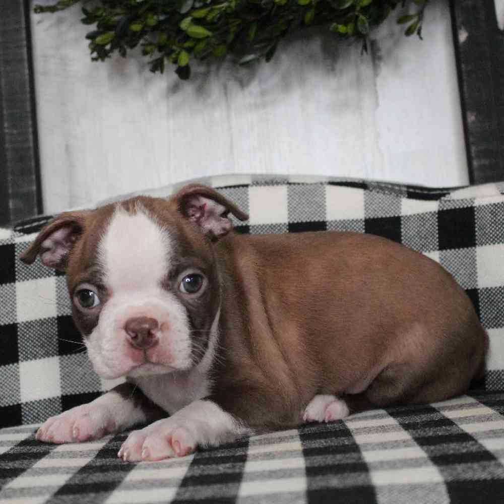 Male Boston Terrier Puppy for sale