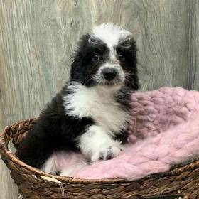 Mini Aussiedoodle