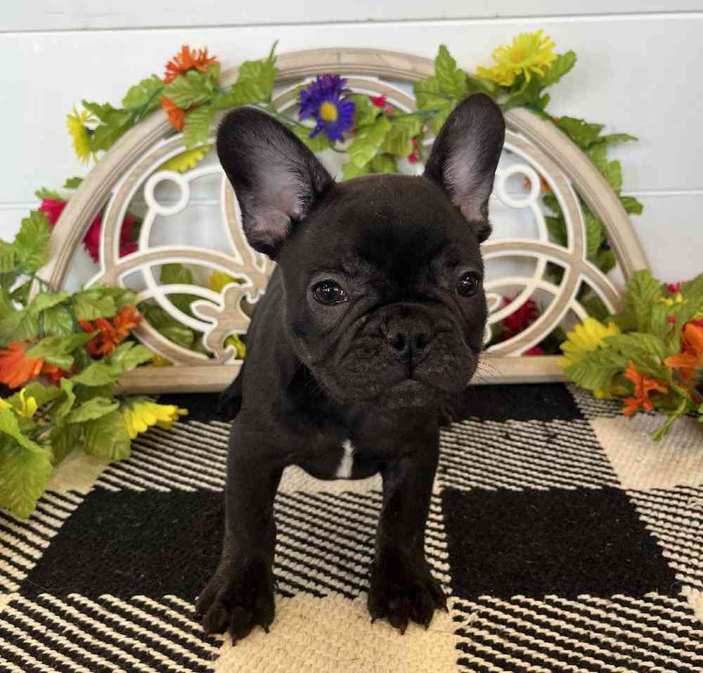 Male French Bulldog Puppy for Sale in Rogers, AR
