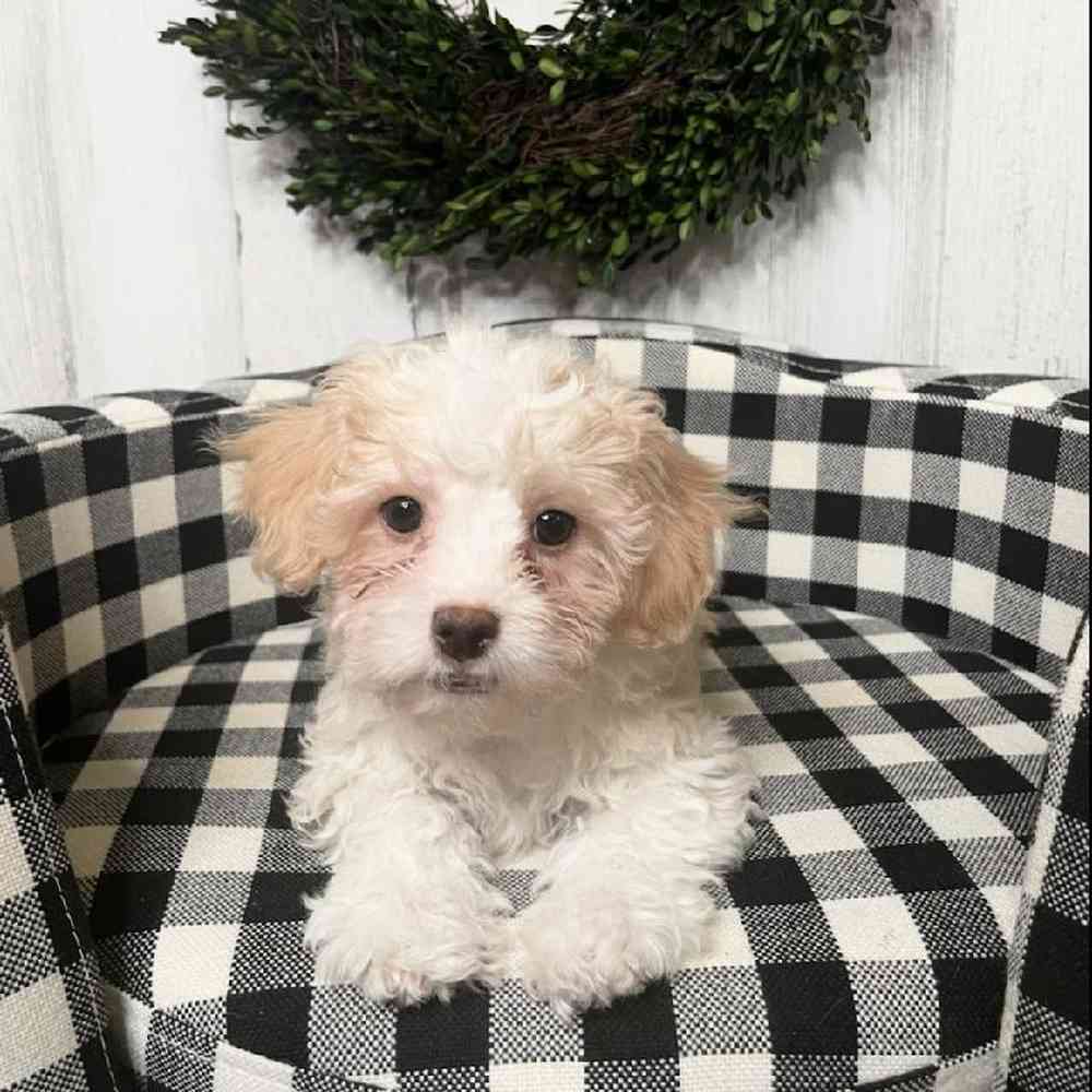 Female Cavachon Puppy for sale