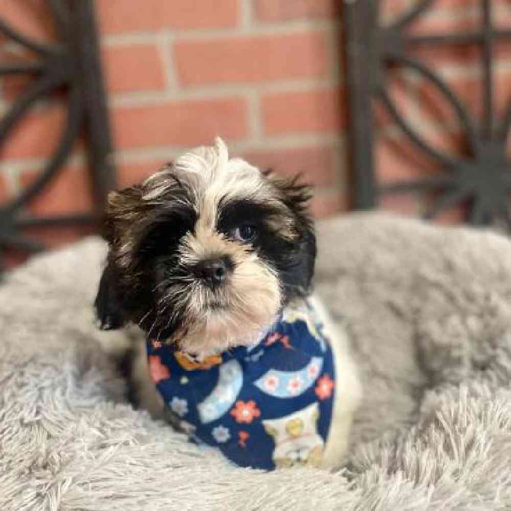 carousel pet images