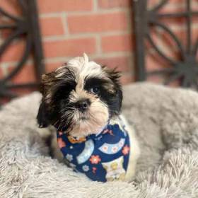 Shih Tzu