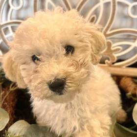 BichonPoo