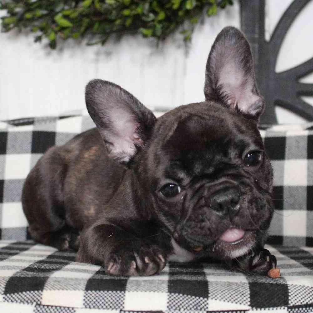 Female French Bulldog Puppy for sale