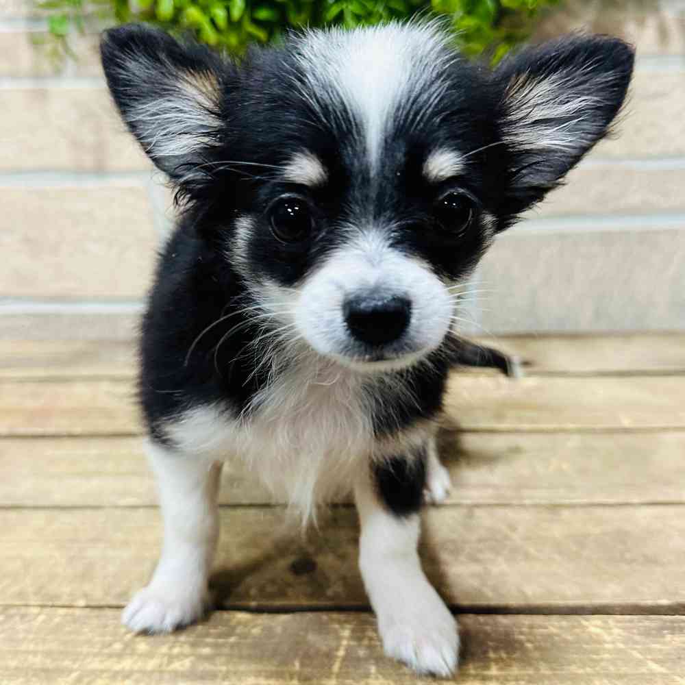 carousel pet images