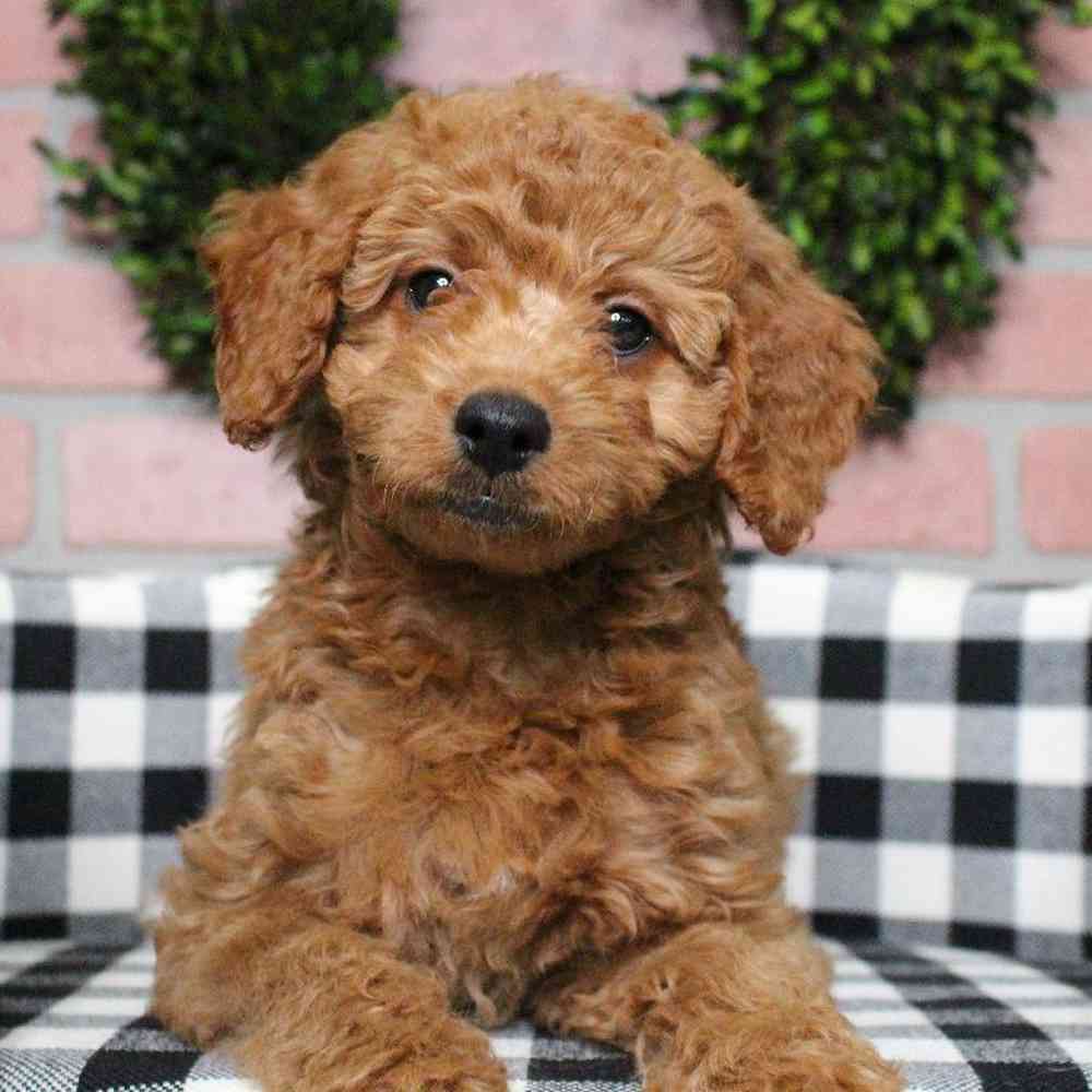 Female Mini Goldendoodle Puppy for sale