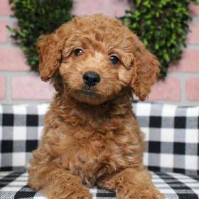 Mini Goldendoodle