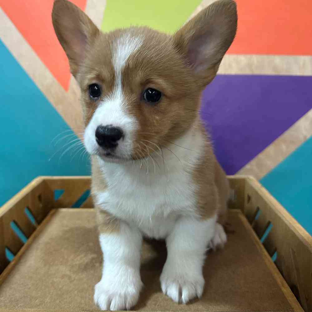 carousel pet images