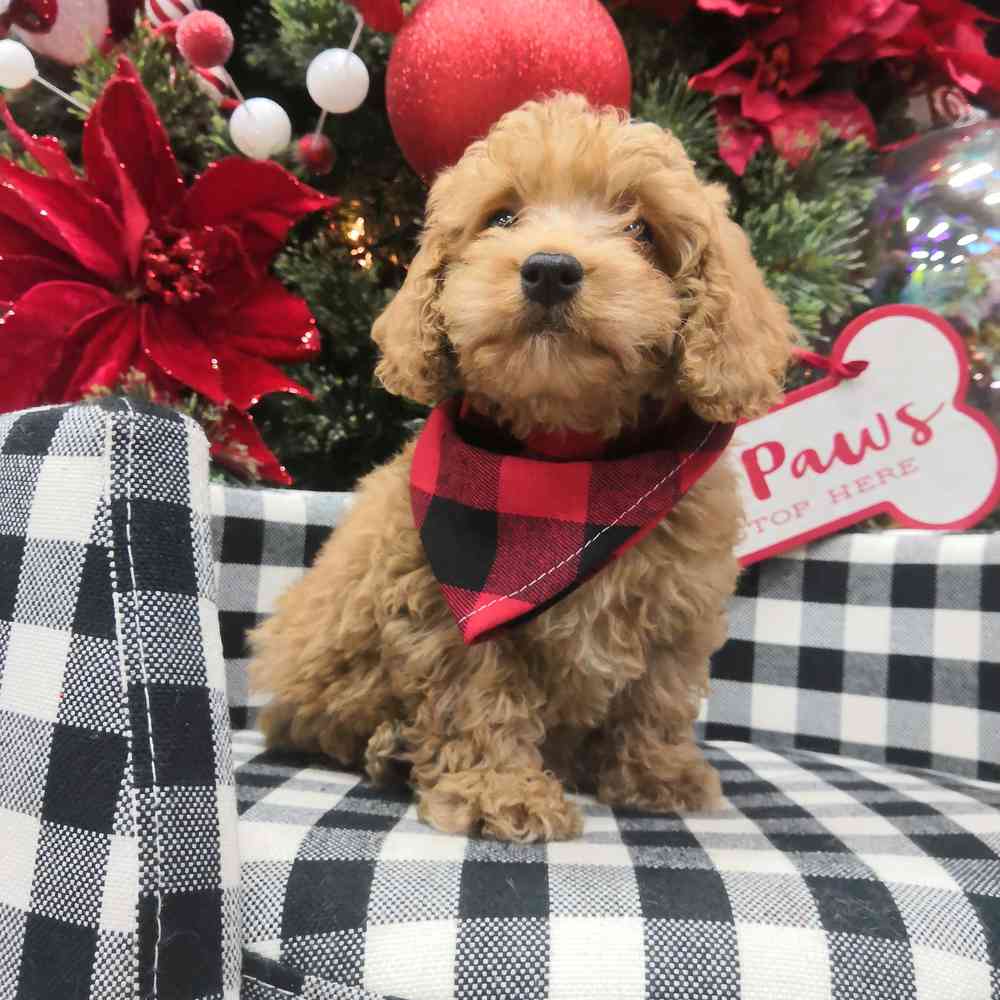 carousel pet images