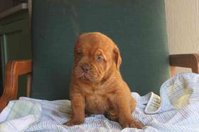 Dogue De Bordeaux