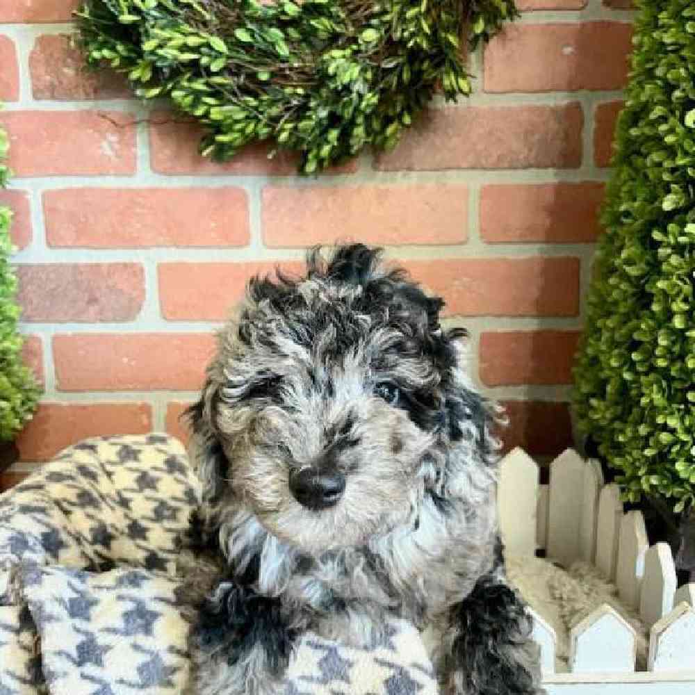 carousel pet images