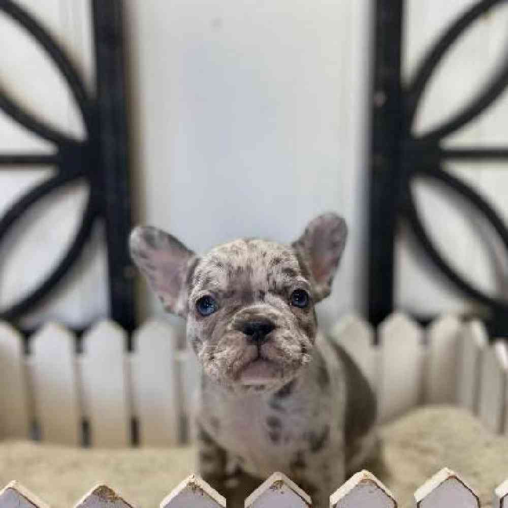 carousel pet images