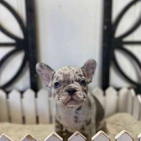 French Bulldog