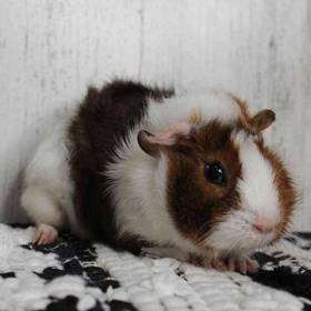 Guinea Pig