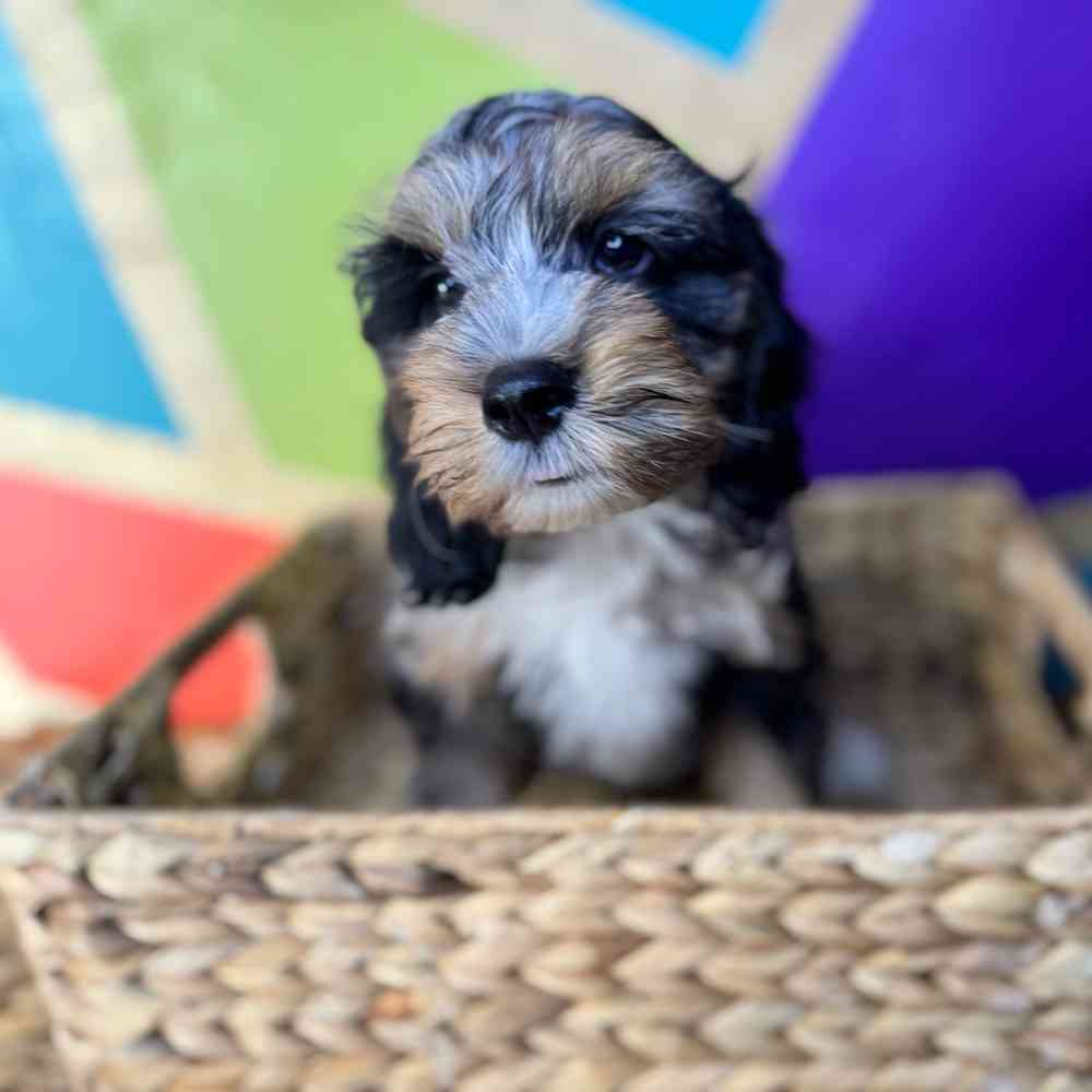 carousel pet images